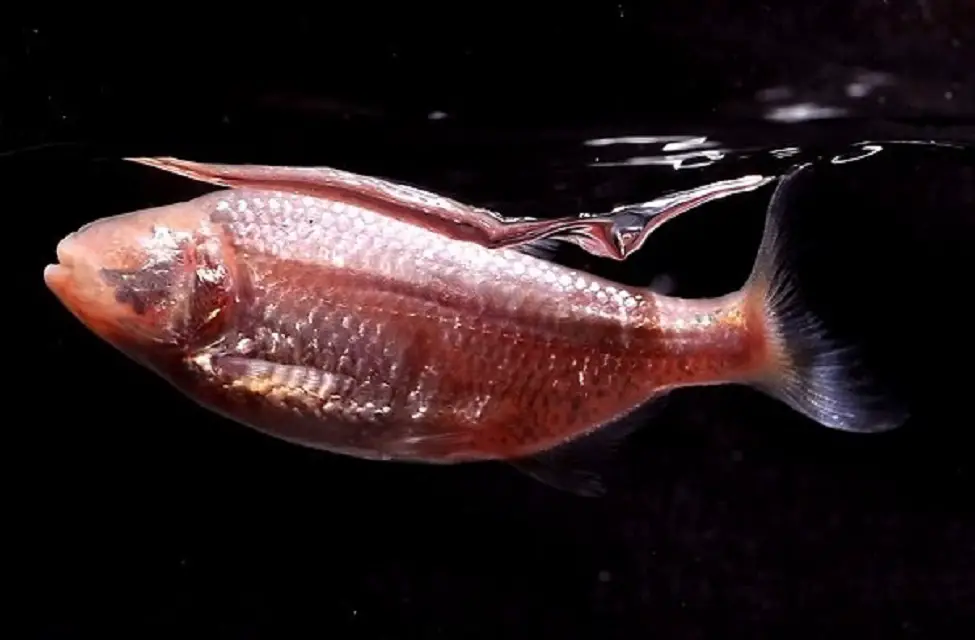 cavefish_sleep_study_newsdesk