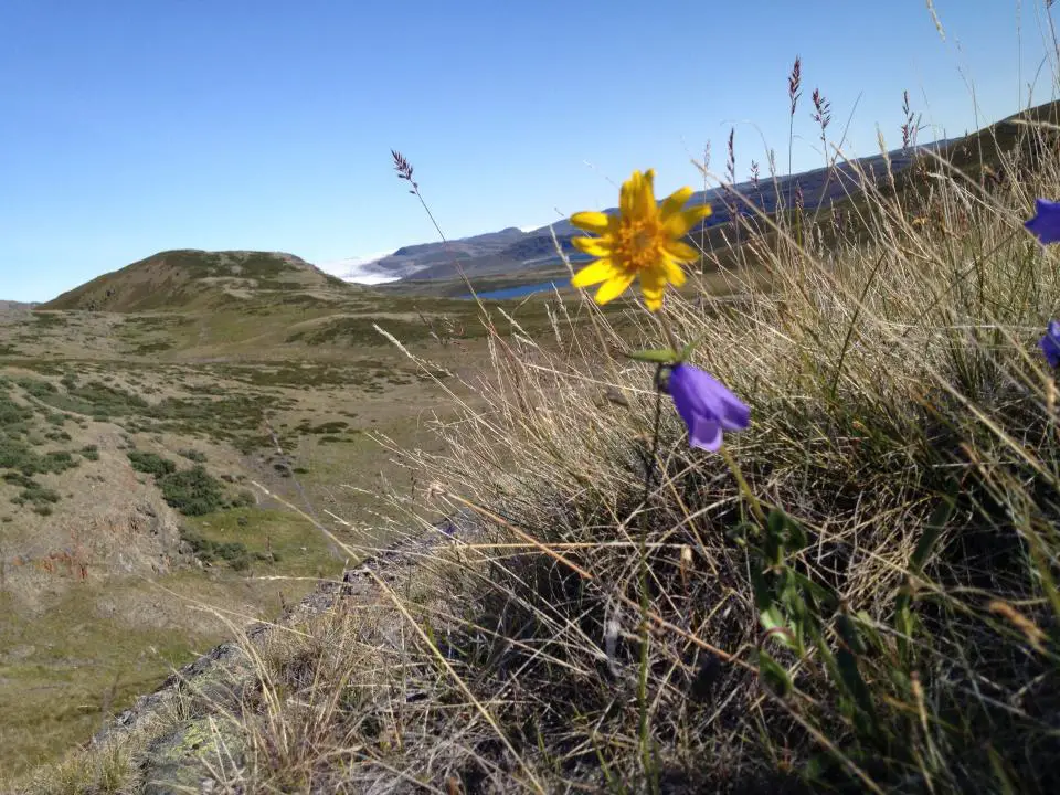 The annual timing of spring events is advancing rapidly for some plant species in Greenland. Credit: Eric Post/UC Davis