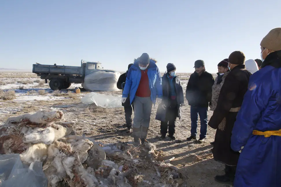 Saiga carcass. Credit: WCS Mongolia