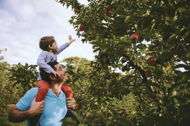 Father and son at the Fontanini Fruit and Nut Farm.