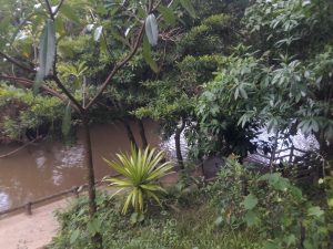 Krabi Emerald Pool 20