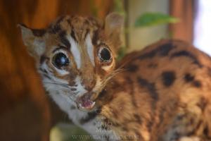 Kuching Cat Museum 3