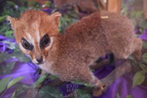 Kuching Cat Museum 5