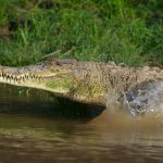 saltwater crocodile Crocodylus porosus