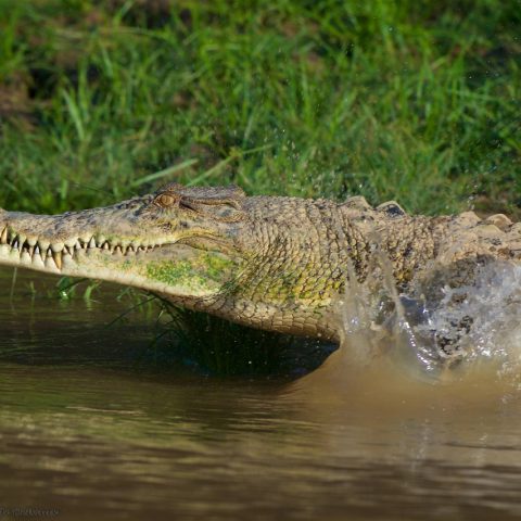 saltwater crocodile Crocodylus porosus