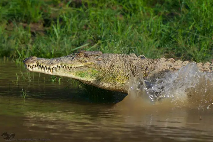 saltwater crocodile Crocodylus porosus