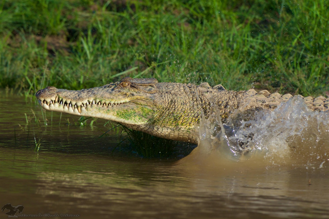 saltwater crocodile Crocodylus porosus