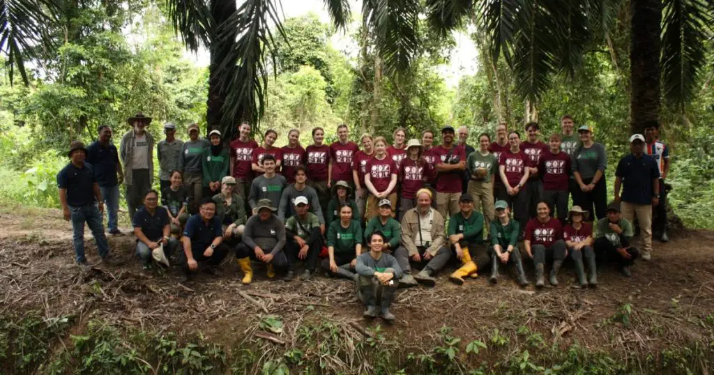 Borneo orangutans, hornbills to benefit from new Ficus tree plantings