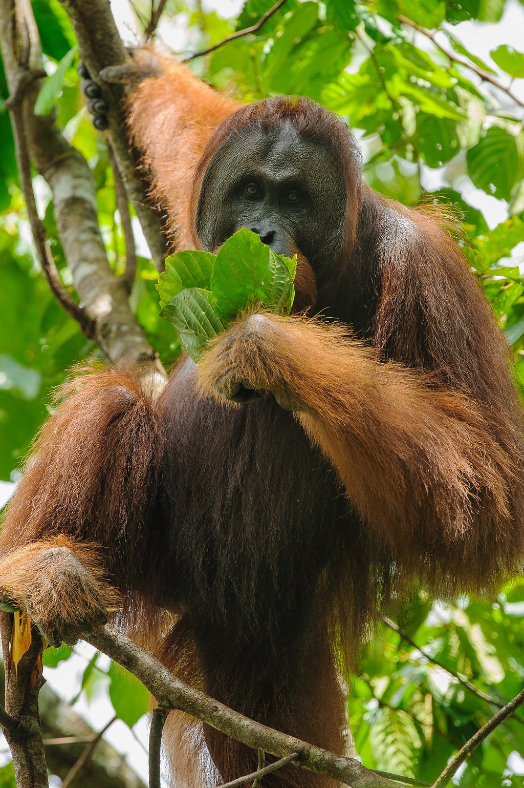 Sarawak’s Ulu Sungai Menyang records 167 orangutans, highlighting need for green infrastructure
