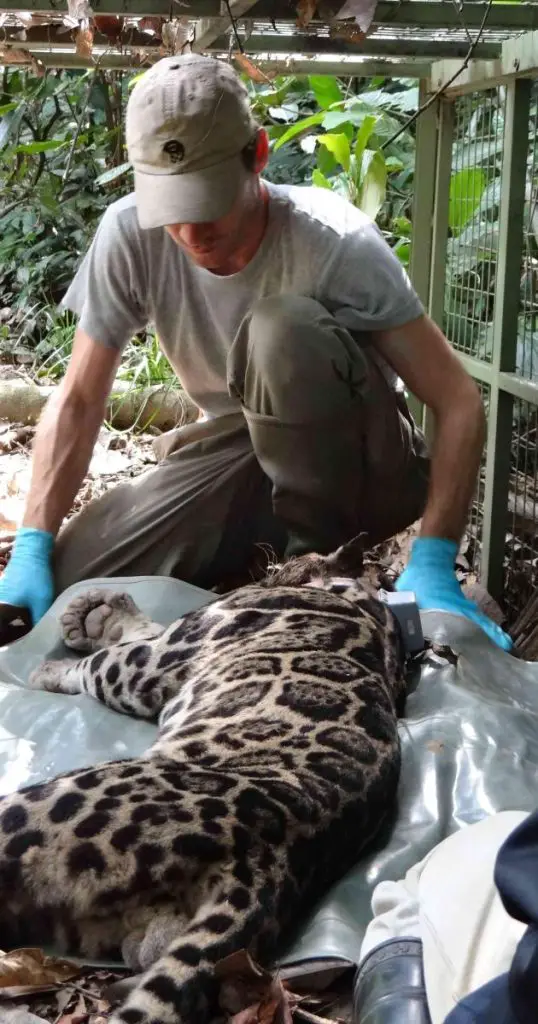 Breakthrough GPS study reveals how Borneo’s elusive clouded leopards navigate human-impacted landscapes